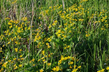 Ön planda, yemyeşil çimenlerin arasında parlak sarı çiçeklerden oluşan bir halı serpilmektedir. Güneş ışığı, çiçek açan bitki örtüsünü nazikçe aydınlatır. Sıcaklık ve canlılık hissi yaratır..