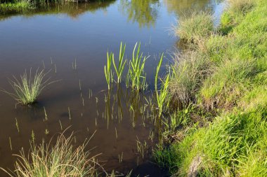 Sudan çıkan yeşil kamışlı huzurlu bir gölet. Bankalar çimlerle kaplıdır ve gökyüzünün yansıması suyun yüzeyinde görülebilir. Doğal güzellik ve sükunet.