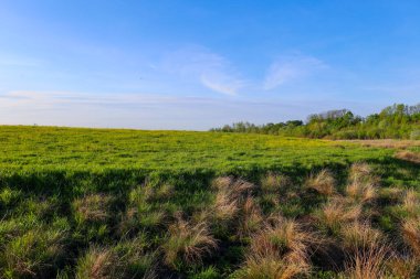 Yeşil bir çayır, açık mavi gökyüzünün altında açık bulutlu bir ağaç sırasına kadar uzanıyor. Ön planda yeşil ve kuru saplı çeşitli otlar görülebilir. Huzurlu ve ferah bir doğal manzara..