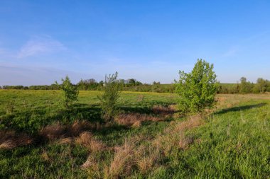 Mavi bir gökyüzünün altında yeşil bir çayır ufka kadar uzanıyor. Arka planda ağaçlar ve çalılarla ön planda yeşil çimenler görülebilir. Huzurlu ve doğal bir manzara..