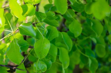 Bir ağacın yeşil yaprakları, güneş ışığıyla aydınlanır, tazelik ve sükunet hissi yaratır. Yapraklar parlak ve sulu görünüyor..