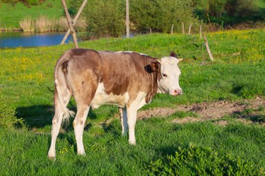 Genç kahverengi ve beyaz bir inek yeşil bir çayırda duruyor sarı çiçeklerle benekli, başını yana çeviriyor. Arka planda mavi bir su şeridi ve yeşil ağaçlar görülebilir..