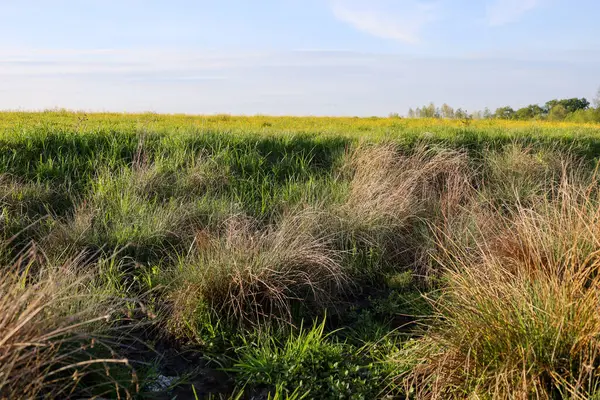 Görüntü Spartina yoğunluğunu gösteriyor. Uzun, ince saplı ve kabarık tüylü bir ot. Çimenler yoğun kümeler halinde büyür, dokulu ve doğal bir görünüm oluşturur..