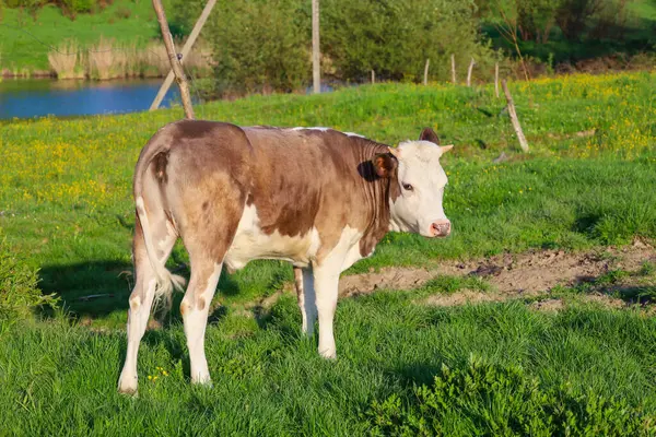 Genç kahverengi ve beyaz bir inek yeşil bir çayırda duruyor sarı çiçeklerle benekli, başını yana çeviriyor. Arka planda mavi bir su şeridi ve yeşil ağaçlar görülebilir..