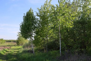Açık yeşil yapraklı ince huş ağaçları mavi gökyüzüne karşı yeşil toprak bir yolun kenarında dimdik dururlar. Sağ tarafta bir alan görünüyor ve ufukta bir orman uzanıyor..