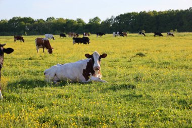 Çeşitli renklerdeki büyük bir inek sürüsü, sarı çiçeklerle kaplı, güneşli yeşil bir çayırda huzur içinde otluyor. Beyaz ve kahverengi bir inek ön planda yatar, çevreyi izler.. 
