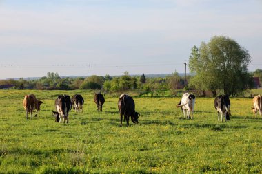 Çeşitli renklerdeki bir inek sürüsü sarı çiçeklerle kaplı uçsuz bucaksız yeşil bir çayırda özgürce otlar. Tek başına büyük bir ağaç sağ tarafta dimdik duruyor ve ufukta parlak bir gökyüzünün altında bir ağaç hattı uzanıyor..