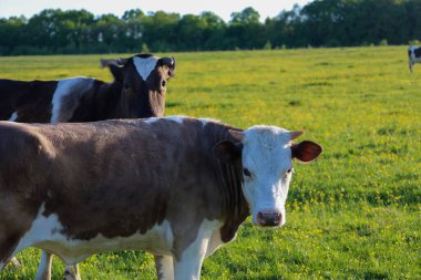 İki Holstein ineği yeşil bir çayırda sarı çiçeklerle otluyor. Bir inek doğrudan kameraya bakarken, diğeri biraz geride. Güneş ışığı otlağı hafifçe aydınlatır..