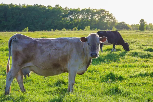 Gri bir inek yeşil bir çayırda otluyor ve arka planda başka bir inek görünüyor. Güneş ışığı yeşil çimenleri aydınlatır.