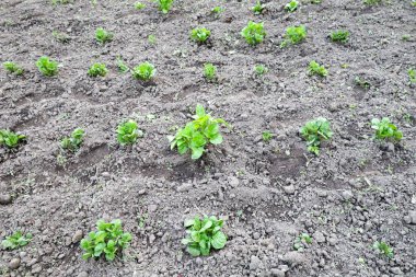 Genç patates çalıları gevşek gri toprakta filizlenir. Bitkilerin yeşil yaprakları tarladaki karanlık zemin ile tezat oluşturuyor..