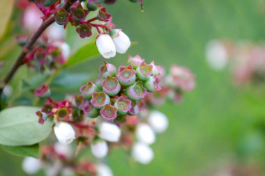 Beyaz çiçekli ve pembe uçlu bir yaban mersini tomurcuğu kümesi, bulanık yeşil arka planda bir çalılıkta görülebilir..