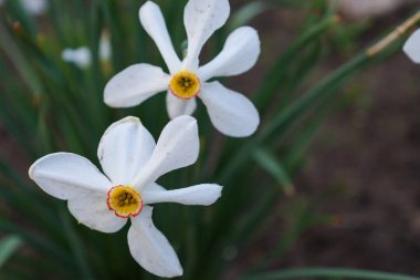 Fotoğrafta Narcissus şiirinin iki beyaz çiçeği ve kırmızı bir çemberle çevrili parlak sarı merkezleri görülüyor. Yeşil narsisli yapraklar çiçekleri çerçeveler..