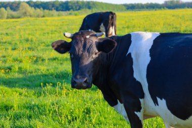 Fotoğrafta iki siyah beyaz inek ve sarı çiçekli yeşil bir çayırda görülüyor. Bir inek kameraya bakarken diğeri arka planda otluyor..