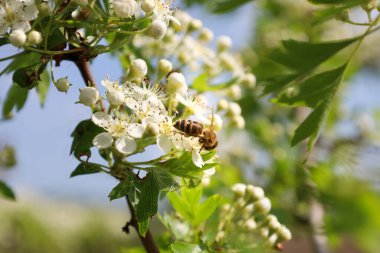 Beyaz dikenli çiçeklerden nektar toplayan bir arı. Böceğin çizgili bir karnı ve şeffaf kanatları vardır. Çiçekler dalları yoğun bir şekilde kaplıyor..