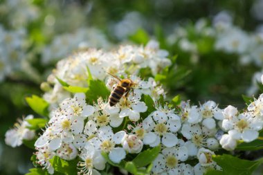 Beyaz dikenli çiçeklerden nektar toplayan bir arı. Böceğin çizgili bir karnı ve şeffaf kanatları vardır. Çiçekler dalları yoğun bir şekilde kaplar ve arka planda bulanık yeşil yapraklar görünür..