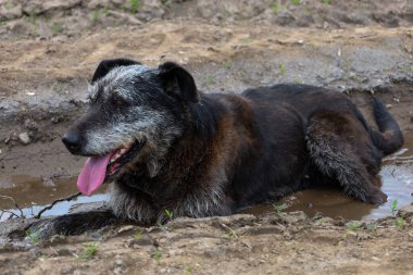 Görüntü bir köpeği gösteriyor, muhtemelen bir Carea Leons, Avustralya sığır köpeği, ya da çamurda yatan bir İskoç Deerhound. Hayvanın koyu tüylü, gri saçlı ve pembe bir dili var..
