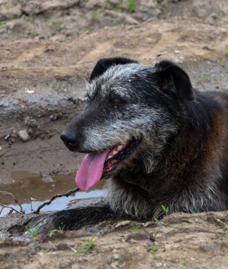 Görüntü çamurda yatan bir köpeği gösteriyor. Yüzünde gri lekeler olan siyah bir kürkü var. Köpeğin dili dışarı çıkıyor..