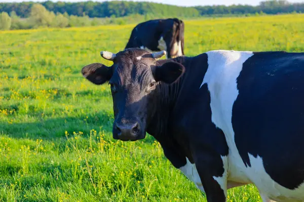 Fotoğrafta iki siyah beyaz inek ve sarı çiçekli yeşil bir çayırda görülüyor. Bir inek kameraya bakarken diğeri arka planda otluyor..