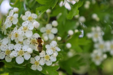 Bir arı, yeşil yaprakların arasında beyaz dikenli çiçeklerden özenle nektar toplar. Yakın plan, böceğin detaylarını ve bahar çiçeklerinin hassasiyetini vurgular..
