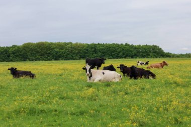 Siyah ve beyaz inekler yeşil bir tarlada sarı çiçeklerle yatıyorlar. Hayvanlar çayırda huzur içinde dinleniyor. Huzurlu bir kırsal manzara yaratıyorlar..