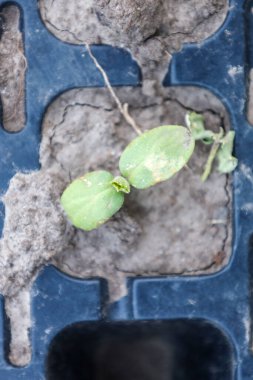 Kuru topraktan iki yeşil yaprağı olan genç bir fidan mavi plastik bir formda çıkar. Hassas yaprakları, yeryüzünün pürüzlü dokusuyla tezat oluşturuyor..