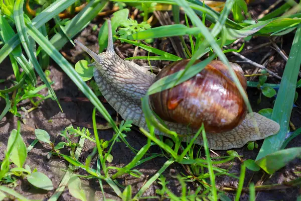 Bir Helix pomatia salyangozu yeşil çimenlerin arasında yavaşça sürünür. Spiral kabuğu doğal çevreye karşı duruyor..