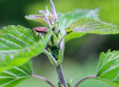 Çizgili kırmızı ve siyah bir böcek yeşil, tırtıklı bir bitki yaprağında sürünür. Sapında küçük yeşil yumurta kümeleri ve küçük siyah böcekler görülebilir..
