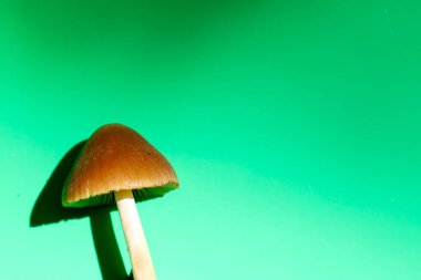 Konik kapaklı ve ince saplı kahverengi bir mantar yeşil arka planda tasvir edilir. Çelişkili ışık mantarın şeklini vurgular ve belirgin bir gölge bırakır.