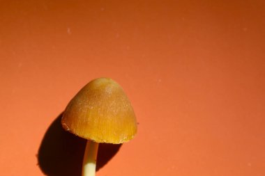 Konik kapaklı ve ince saplı küçük sarı-kahverengi bir mantar parlak turuncu arka planda tasvir edilir. Çelişkili ışık mantarın şeklini vurgular ve belirgin bir gölge bırakır.