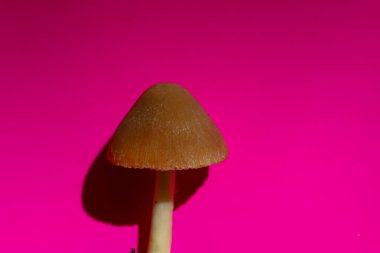 Resim pembe arka planda bir mantar gösteriyor. Mantarın kahverengi başlığı konik bir şekle sahiptir ve sapı silindir şeklindedir. Aydınlatma zıt bir gölge yaratır.