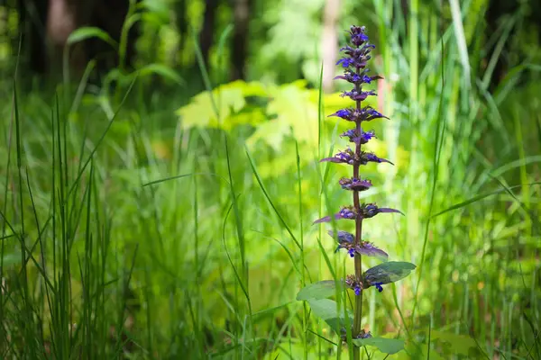 Mavi borazan çiçeklerinin dikey bir cilvesi yemyeşil çimenler arasında gururla yükselir. Bulanık arkaplan çiçeğin şekil ve renginin keskinliğini vurgular..