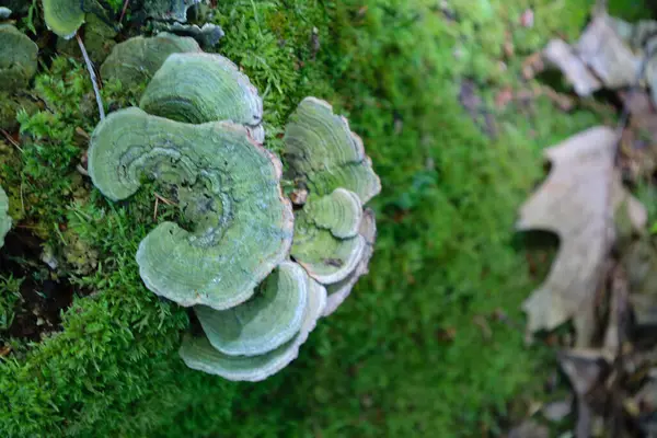Yeşil parantez mantarları yosun kaplı bir yüzeyi yoğun bir şekilde kaplar. Mantarların kapaklarındaki eş merkezli bölgeler nemli arkaplanda ilginç bir model oluşturur..