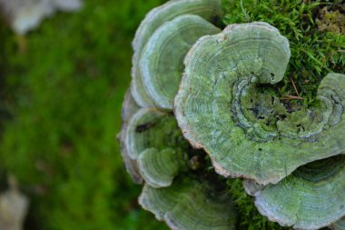 Açık yeşil renkli dalgalı kenarları olan katmanlı mantarlar yosun kaplı bir yüzey üzerinde büyürler. Konsantrik bölgeler başlıklarında görünür..
