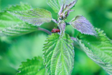 Bilinmeyen bir bitkinin parlak yeşil yaprağında küçük kırmızı ve siyah çizgili bir böcek oturuyor. Yaprağın kenarları tırtıklı ve ince kıllarla kaplı..