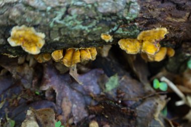 Dalgalı kenarları olan bir grup sarı mantar eski bir ağaçta yetişir ve pürüzsüz mantarlar ile kabuk arasında dokusal bir kontrastlık yaratır. Doğal ortamlarında makro mantar aşısı..