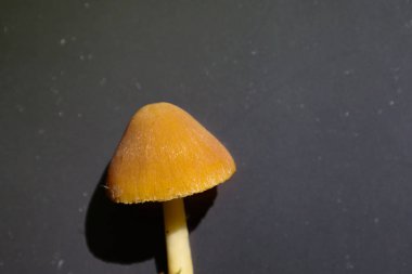 Sarı konik bir mantar kapağı, ince beyaz bir gövdenin üzerinde, gri bir arka planda, ince bir gölge oluşturarak yükselir. Zarif bir mantarın makro çekimi.