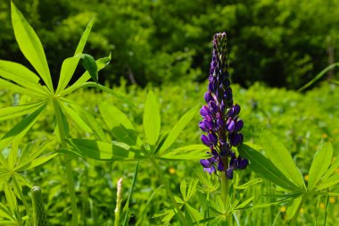 Parlak yeşillikler arasında mor tomurcuklu uzun bir lupin çiçeği göze çarpıyor. Bitkinin yaprakları palmiye ağacından, yemyeşil bir zemin oluşturuyor..