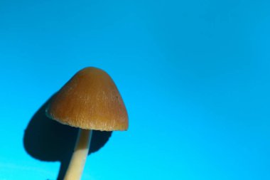 Pürüzsüz bir şapka ve ince bir gövdeye sahip kahverengi bir mantar, parlak mavi bir arka plana şiddetle zıt düşer ve zengin bir gölge bırakır. Renkli bir arkaplanda zarif bir mantarın yakın çekimi.