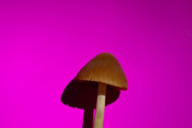 Bir sap kahverengi, konik bir mantar şapkasını destekler, parlak pembe arka planda keskin bir gölge bırakır. Mantarı zıt bir arkaplana yakın çekim.