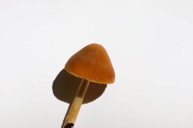 Konik şapkalı kahverengi bir mantar, muhtemelen Conocybe tenera, beyaz arka planda göze çarpıyor. Pürüzsüz gövdesi, gölgesi olan zarif başlığı destekler..