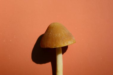 Konik şapkalı kahverengi bir mantar, muhtemelen Conocybe tenera, turuncu arka planda göze çarpıyor. Pürüzsüz gövdesi, gölgesi olan zarif başlığı destekler..