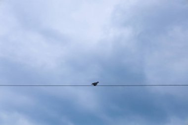 Yalnız bir kuş mavi gökyüzünü delen ince bir telin üzerinde oturur. Silueti bulutlara karşı açıkça duruyor, minimalist ve barışçıl bir görüntü yaratıyor..