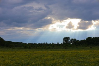 Güneş ışınları, sarı çiçeklerle yeşil bir tarlayı aydınlatarak, kara bulutları delip geçer. Ufukta bir orman çizgisi görünüyor..