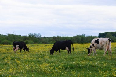 Üç inek, iki siyah ve bir siyah beyaz, açık gökyüzünün altında sarı çiçeklerle kaplı yeşil bir çayırda huzur içinde otluyor. Ufukta ağaçlar görülebilir. fotoğraf