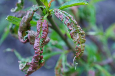 Yakın planda hastalık belirtileriyle deforme olmuş şeftali yaprakları görülüyor. Karakteristik kıvrımlı ve kırmızımsı renkli yapraklar..