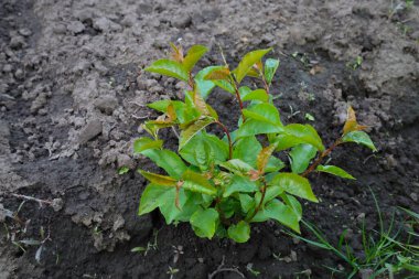 Koyu ve nemli toprakta kırmızımsı filizleri olan genç bir yeşil erik fidanı görülebilir. Küçük bir bitkinin yakın çekimi..