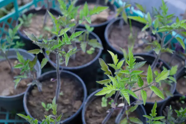 Görüntü, karakteristik yeşil yaprakları ve ince sapları olan tencerelerde genç domates bitkilerini gösteriyor. Bitkiler sağlıklı ve nakil için hazır görünüyor..
