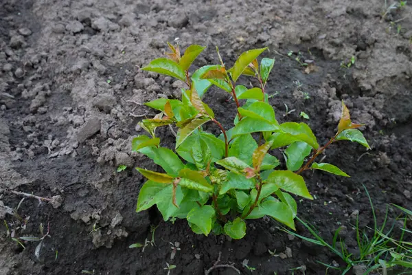 Koyu ve nemli toprakta kırmızımsı filizleri olan genç bir yeşil erik fidanı görülebilir. Küçük bir bitkinin yakın çekimi..