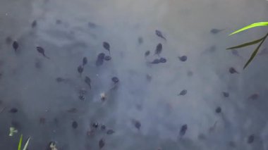 Sığ, berrak gölette, çok sayıda kurbağa yavrusu bir ileri bir geri hareket ediyor. Güneş ışığı suya nüfuz eder, küçük vücutlarını aydınlatmaya başlar..