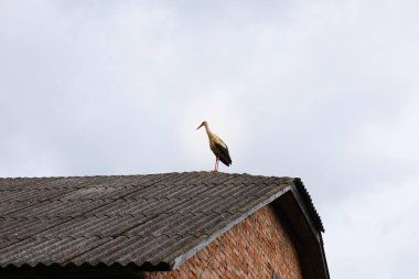 Bulutlu bir gökyüzüne karşı tuğla bir binanın çatısında beyaz bir leylek duruyor. Kuş, gri fayanslara ve aydınlık gökyüzüne karşı zarif görünüyor..